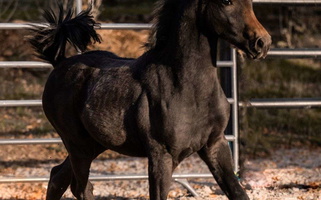 Sweetest Turbo Friesian Colt Friesians for Alpine, UT